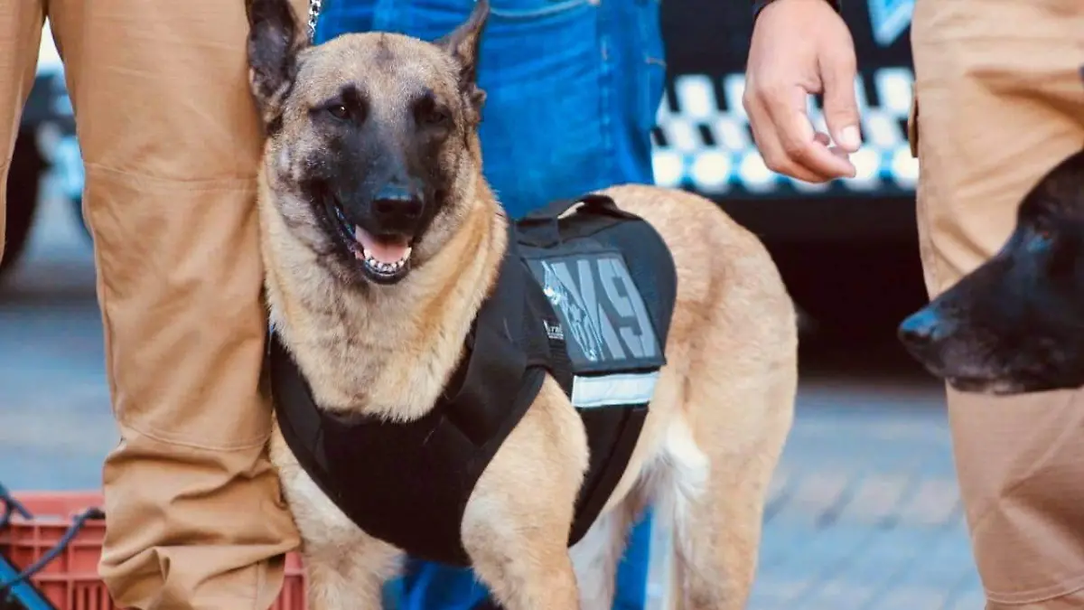 Escuadrón Canino Policía de GDL